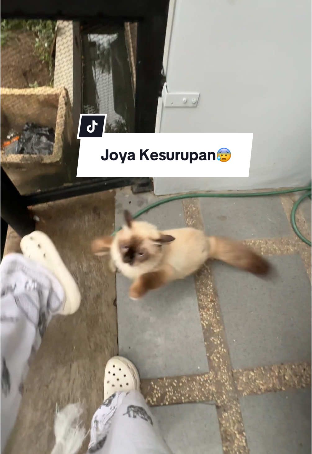 Kejadiannya sore, waktu gw mau keluar liat Joya (Kucing Fahry) ada diluar gw reflek minta dia masuk ke dalem. Karna biasanya juga emang di dalem terus bareng Mecca (Kucing kita dirumah), pas gw minta masuk tiba tiba dia langsung loncat dan nyerang gw, yang ga ekspeknya lagi dia sampe ngincerrr anjay. Terus usut punya usut ternyata dia mau berantem sama Kucing Item, karna kucingnya Bi Isti usir dengan niatan biar ga berantem nah mungkin emosi dia ga tersalurkan dan akhirnya nyerang gw:(#masnizar 