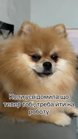 #рек #рекомендации #тор #смешно #шпиц #померанскийшпиц #pom #pomeranian #померанськийшпіц #шпіц 