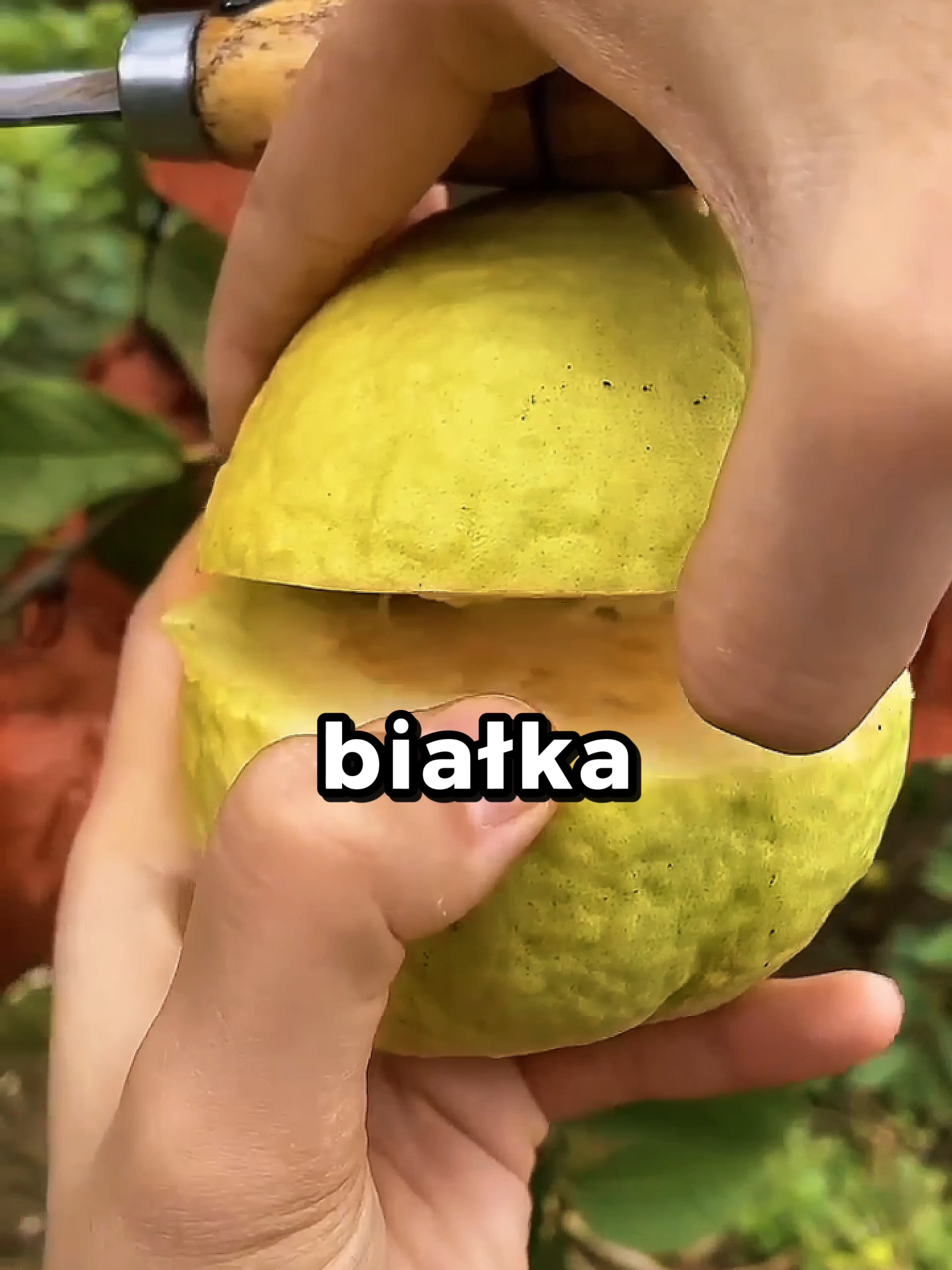 ✨ Zaskakujące fakty o owocach! 🍎🥭 ➡️ Najwięcej tłuszczu: Awokado 🥑 ➡️ Najwięcej cukru: Daktyl 🌴 ➡️ Najwięcej białka: Guawa 🌿 ➡️ Najwięcej błonnika: Malina 🍓 ➡️ Najwięcej przeciwutleniaczy: Granat 🍷 ➡️ Najwięcej witaminy C: Kiwi 🥝 ➡️ Najwięcej witaminy A: Mango 🥭 ➡️ Najwięcej potasu: Banan 🍌 🌱 Co natura nie dała, nie wkładaj do ciała! 🌿 Śledź mnie, jeśli chcesz odkryć sekrety zdrowego odżywiania i naturalnych superfoods! 🌟 #zdrowie #naturalnie #superfoods #zdroweodżywianie #owoce #ciekawostki #vitaminy