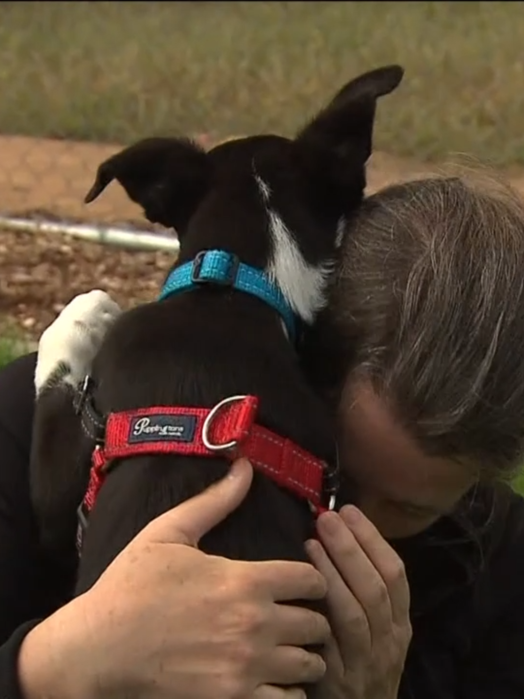 The RSPCA has had one of the biggest influxes ever of animals at its Adelaide shelter. 50 kelpies have been taken into care in one day as staff brace for their busiest time of year. #7NEWS