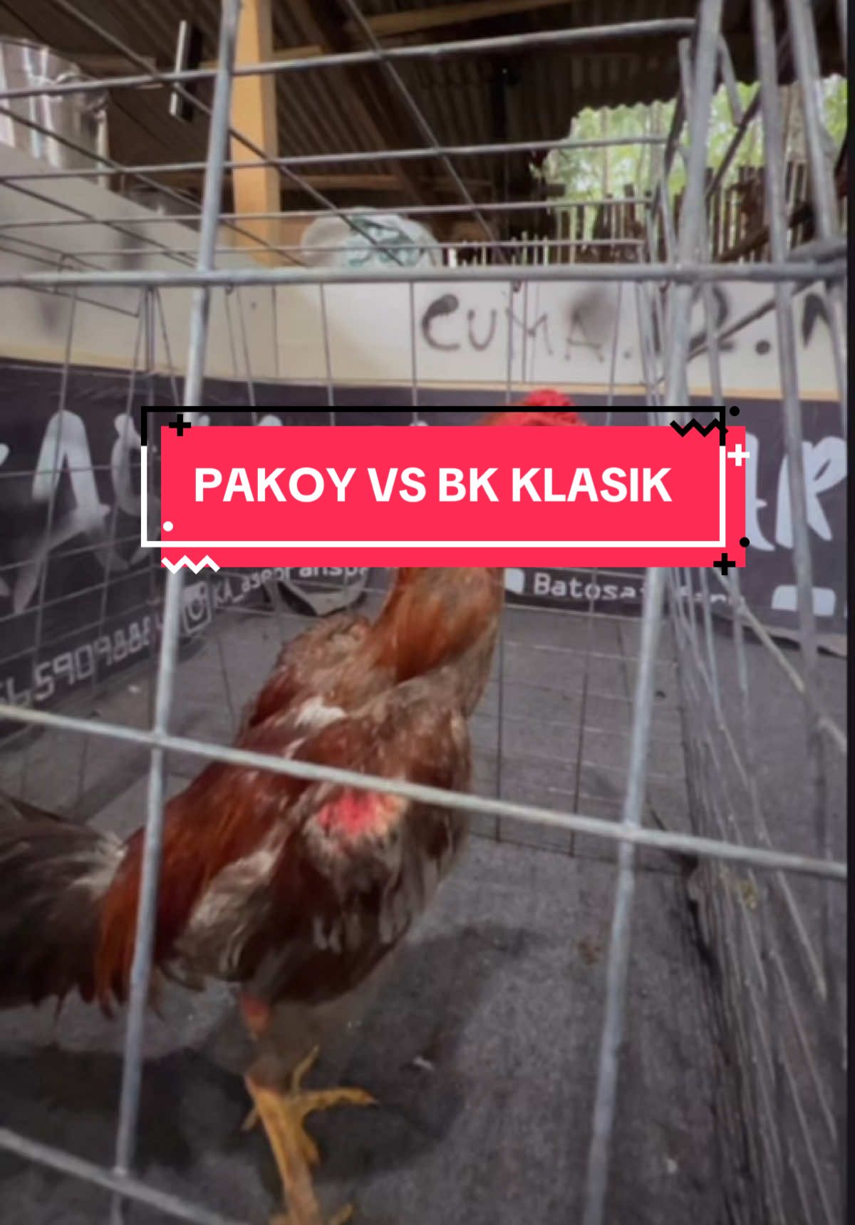 Pakoy VS bk selatan #Batosaifarm  #ayambangkok  #ayambangkokindinesia  #pakoy 