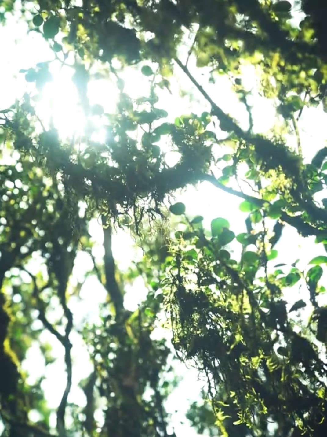 සොබාදහම පවතින තාක් කල් ජීවය රඳා පවතී. 💚🍃 #nature #naturebeauty #forest #naturevibes #foryou 