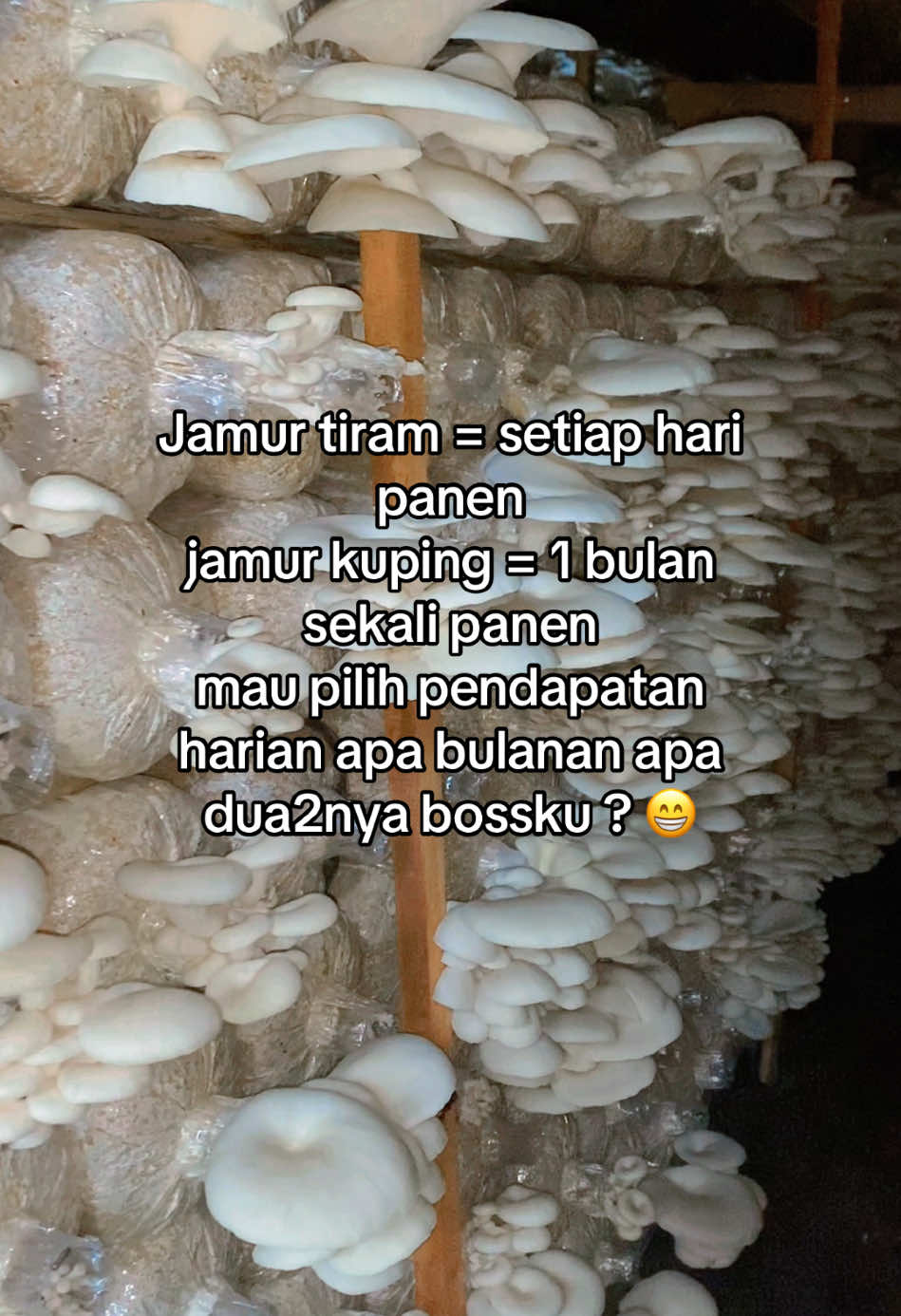 tinggal pilih bossku, kita readykan bibitnya/baglog jamurnya 🍄🍄🍄 #jamurtiram #jamurkuping #budidayajamur #baglogjamur #produsenbaglogjamur #petanijamur #umkm #jamur #petaniindonesia🇮🇩🇮🇩🇮🇩🌿🌿