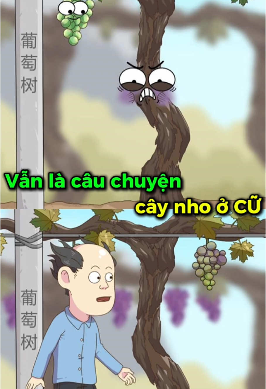 Câu chuyện cây nho pử cữ #hoathinh #vanvatbietnoi #hoathinhvasuckhoe 