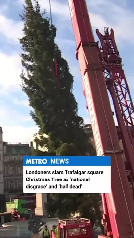 Holding space for this tree right now 😭 Londoners have slammed the Christmas tree in Trafalgar Square, which has been donated to Britian by Norway. But the tree's official account has hit back on X, saying 'I've had 10 days of beauty sleep. 