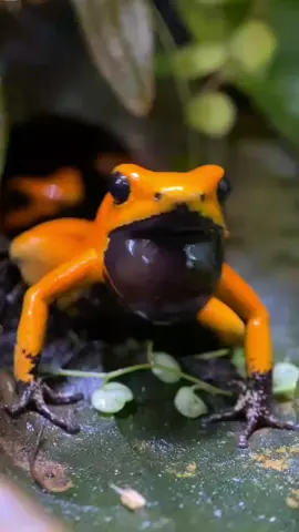 # phyllobatesterribilisorangeblackfoot#dartfrog #phyllobatesterribilis #sound 
