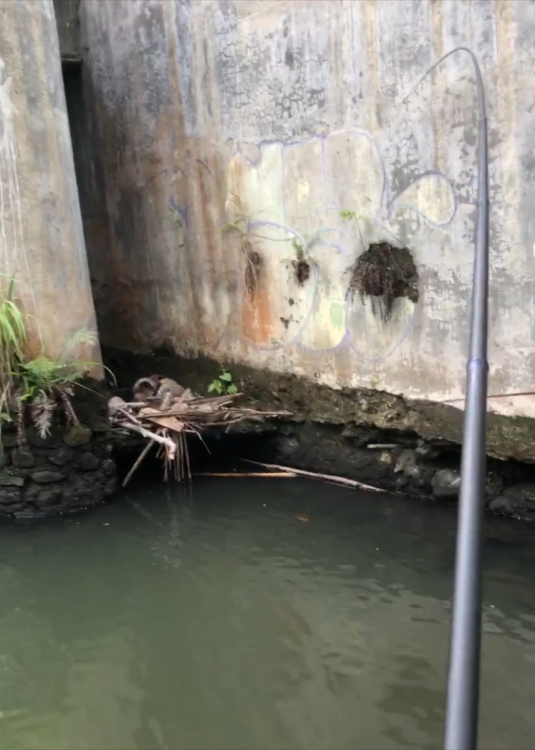 nyangkut kang .  .  .  vid by@fadhieloreo  #storymancing #mancing #foryoupage #harcingnas #sleman #ujian @argaa @🎱 