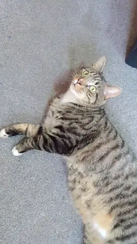 #catsoftiktok 