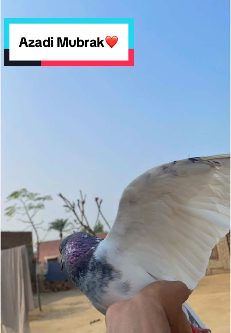 Azadi Mubrak ❤️#foryou #foryoupage #unfreezmyaccount #standwithkashmir #videoviral #1millionaudition #100k #growmyaccount #nasirpetsvlog #trandingvideo #minivlog #pigeon #foryou #foryoupage #foryou #foryoupage #nasirpetsvlog #foryou #foryoupage 