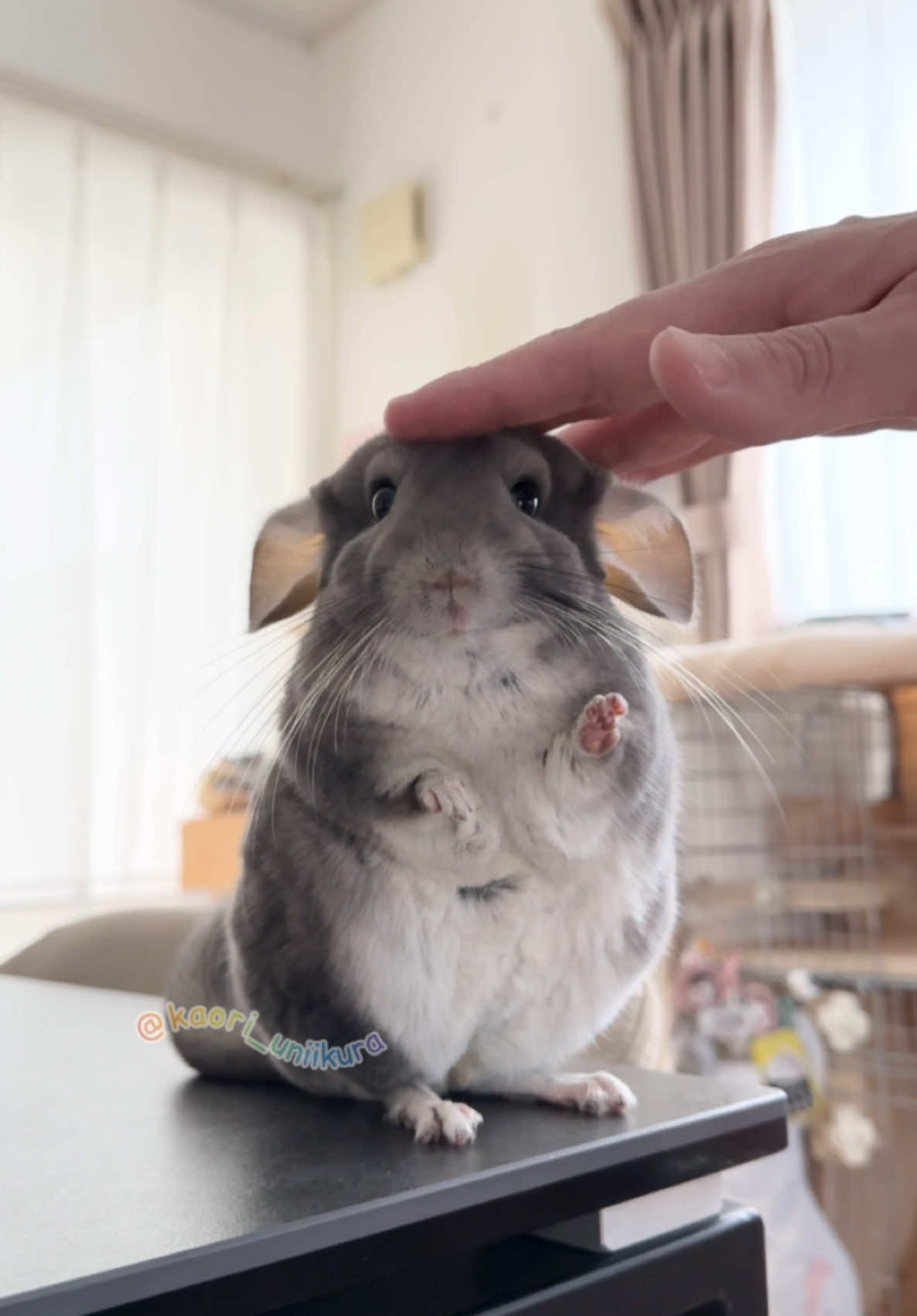 いま撮影中なんで邪魔しないでもらえますか？ #チンチラ #chinchilla #うにといくら  #チンチラのいくちゃん  #チンチラのいくらちゃん 