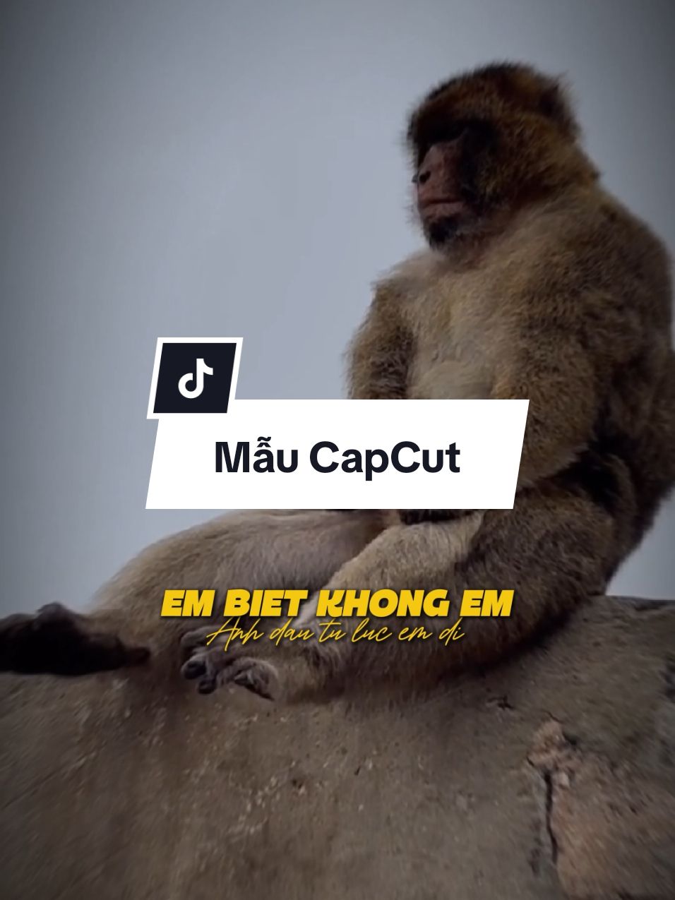 #CapCut Mẫu đây khỏi tìm video :))#viral #xuhuong #trend #capcutmaster #moingaymotbannhac 