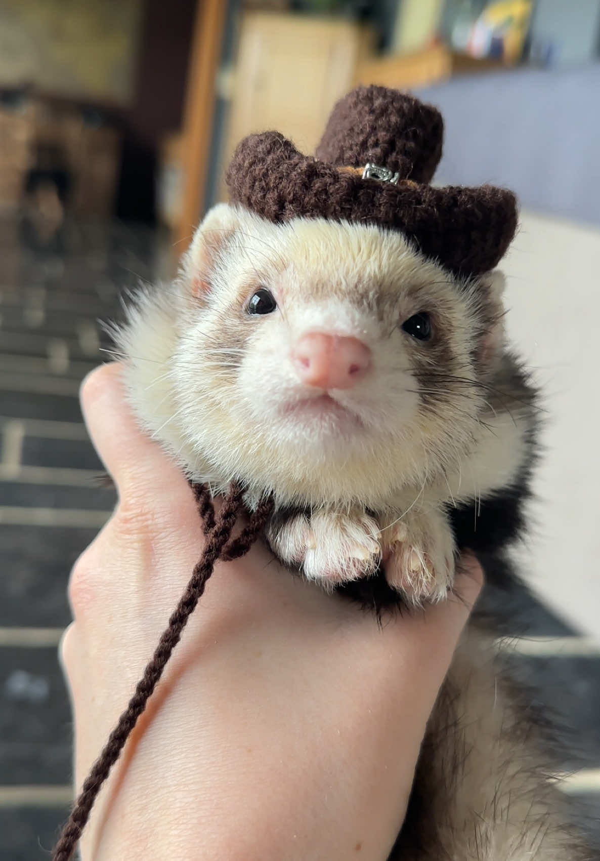 Look at this distinguished gentleman🥹🥰 #ferrets #ferret 