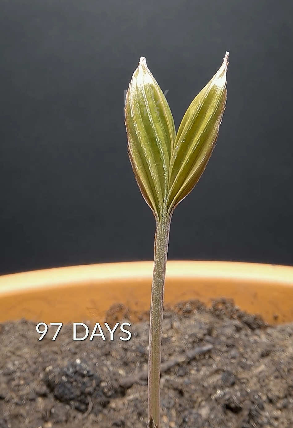 256 days in 60 seconds. Tomato and Snake Fruit palm tree #timelapse 