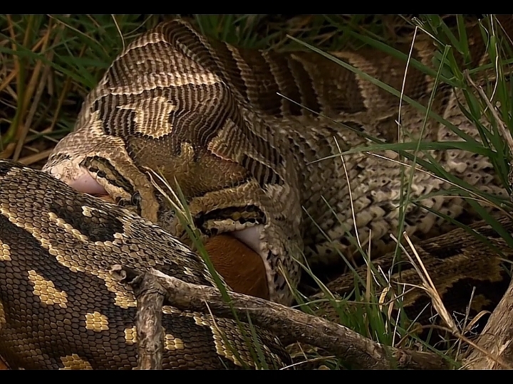 Part 4 - Ular piton besar memangsa hewan rusa babon #wildanimal #ularpiton #ciriciriularpiton #ularpitonbesar #makananularpiton #ularbesarraksasa #ularpitonasli #ularpitonmakanhewan #ularpitonterbesar #ularpython #pythonsebae #burmesepython #reticulatedpython #boasnake #indianpython #ularpitonmakankambing #ularpitonmakanmanusia #fyp #videos #trending #fypシ゚ #CapCut 