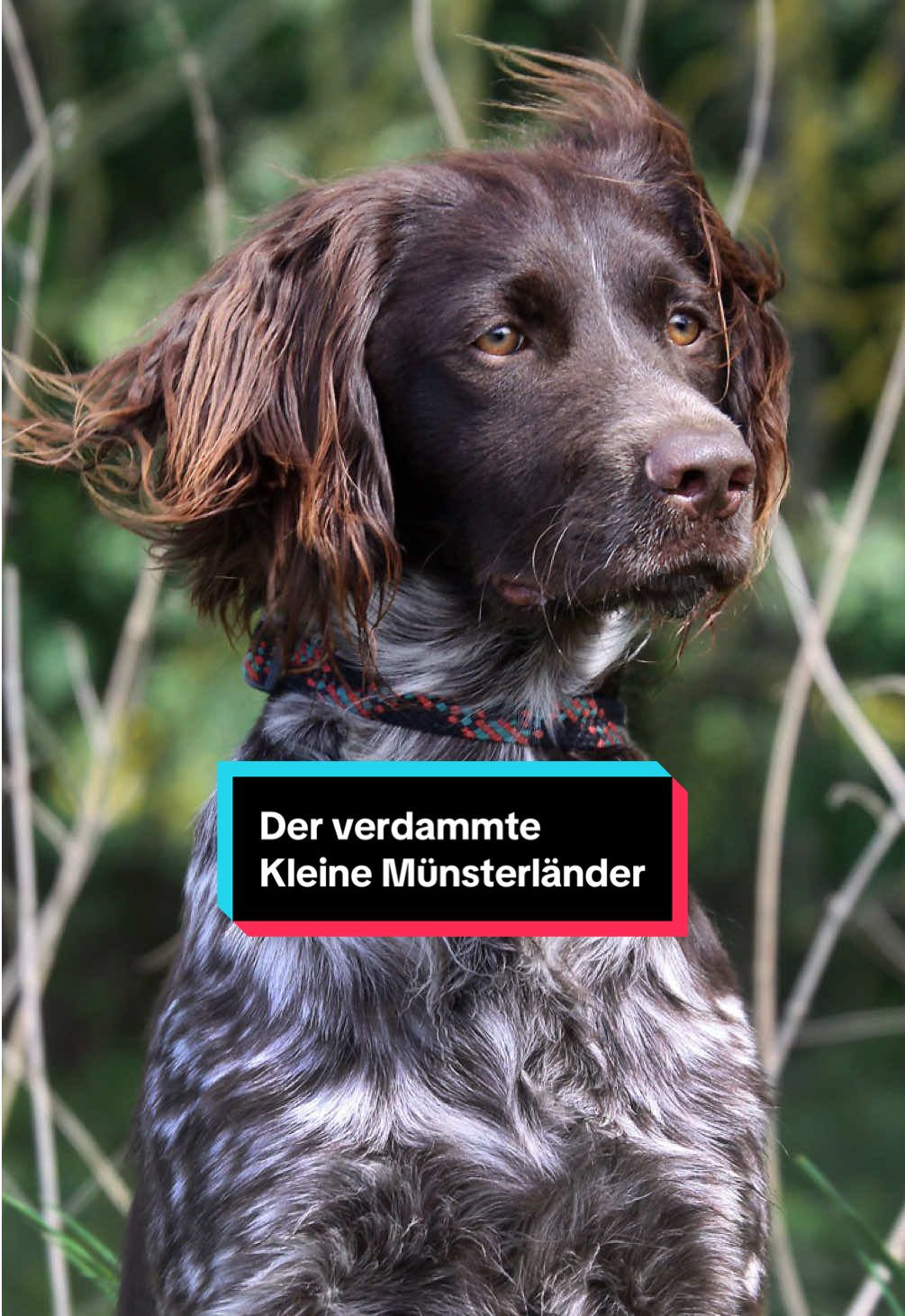 Triff den Kleinen Münsterländer. #kleinermünsterländer #kleinermunsterlander #hundefakten #hundeliebe 