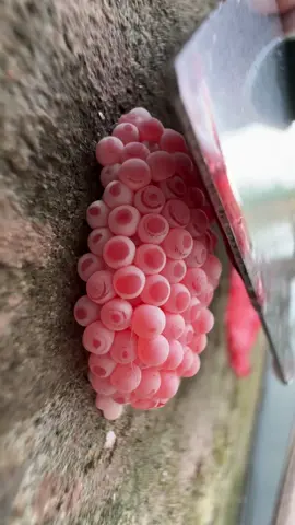 Apple snail eggs, easily recognizable by their bright pink or orange color, are laid in clusters above the waterline on plants and other structures. These eggs belong to various species of apple snails, aquatic mollusks that are often found in freshwater habitats. Originating from South America, these snails have been introduced into various ecosystems around the world, sometimes as part of the aquarium trade or for aquatic weed control. The introduction of apple snails into non-native environments can have significant ecological impacts. Their eggs hatch into voracious juveniles that grow quickly and consume vast amounts of vegetation. In ecosystems where they are invasive, apple snails can cause severe damage to aquatic plants, reducing biodiversity and altering habitats. This can lead to negative consequences for other species dependent on these plants for food and shelter, disrupting the entire aquatic food web. Moreover, the robustness of apple snail eggs contributes to the challenge of controlling their populations. The eggs have a unique calcium carbonate layer which protects them from desiccation and makes manual removal difficult. This protective layer ensures high survival rates, facilitating the rapid expansion of their populations in favorable conditions. In summary, while apple snails and their eggs can play a role in their native ecosystems, their presence in non-native areas is often problematic, leading to significant ecological disruptions and challenges in management and control. Crushing apple snail eggs is like crushing chicken eggs. It's not animal abuse because the eggs are not animals.  #AppleSnails #InvasiveSpecies #EcosystemDamage #AquaticPlants #BiodiversityLoss #EnvironmentalImpact #NatureConservation #AquaticInvasives #HabitatDisruption #WildlifeProtection #AppleSnailInvasion #EcoWarrior #SnailProblem #NatureAlert #SaveOurWaters #EcoCrisis #InvasiveAlert #ConservationTok #WildlifeRescue #EcoTips #SnailEggCrush #StopInvasives #EcoControl #InvasiveSpeciesFight #CrushInvasion #NatureDefense #HabitatProtectors #EggBusting #EcosystemWarriors #InvasiveCrunch #asmrnature #EggCrushASMR #SatisfyingCrunch #NatureASMR #EcoASMR #InvasiveASMR #RelaxingCrush #ASMRCommunity #soothingsounds #fyp #foryou #foryoupage #satisfying #satisfyingvideo #relax #relaxing #relaxingvideos #interesting #entertaining #invasivespecies #applesnail #applesnaileggs #snaileggs #snaileggcrushing #eggs #asmr #asmrvideo #asmrsounds #asmrtiktoks #asmrsound #asmrtiktok #nature #crush #crushing #crushingasmr #crunchy #crunchysounds #crunchyasmr #notanimalabuse #1minuteasmr #asmr1minute 