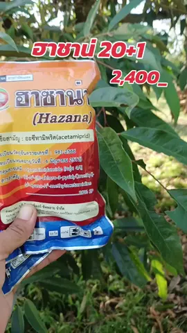 #สารกำจัดแมลง #กําจัดแมลง #ฮาชาน่า #สารกําจัดและป้องกันแมลง #แมลง #ของดีบอกต่อ 