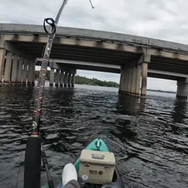 Bridge Giant Caught With Huge Bait! #fishing #giant #monster #fyp #ocean 