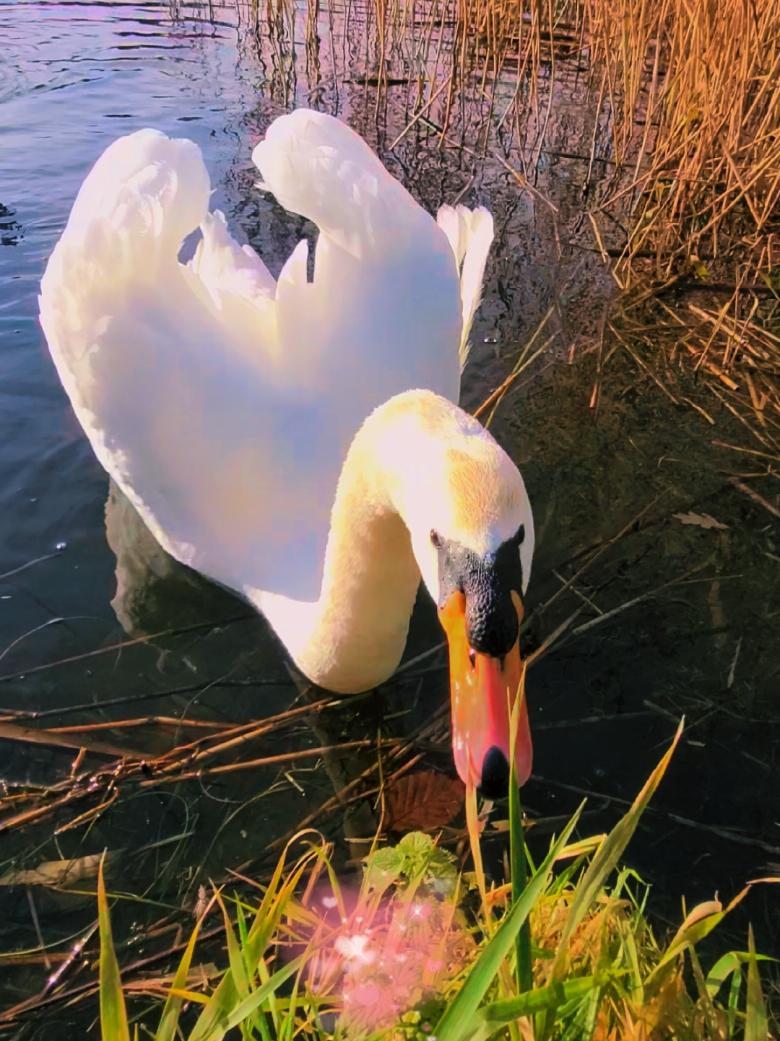 #TemplemoreLivingNature #HaveNiceDay #DobregoDnia #Swans #ForYou #JustForYou #