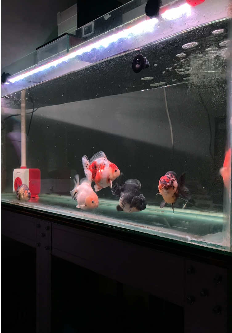 Terlalu sibuk sampai lupa kalau semua ini hanya sementara 🙂  #goldfish #fish #aquarium #lagi #katakata 