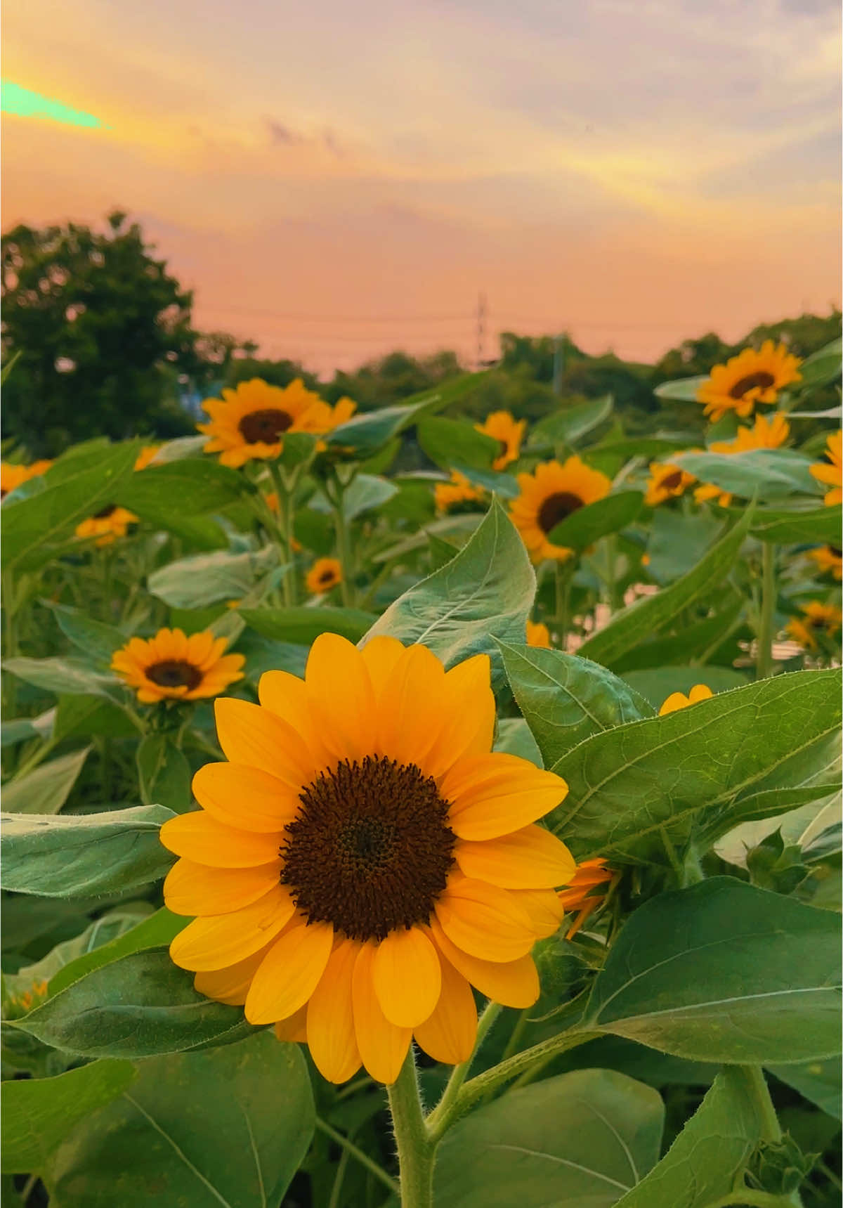 #ฟีดดดシ #สวนจตุจักร #ดอกทานตะวัน #🌻🌻🌻 