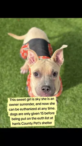 name SKY.  #A627216. co kenneled.  calm in her kennel.  easy to leash.  wasn't reactive walking past kennels.  knows how to walk well on a leash.  great apartment pup candidate.  seems like she would do good with kids.  knows how to take treats nicely.  knows sit.  patient when waiting for a treat.  like to play with treats.  seems like a low maintenance type of girl.  she's treat motivated.  isn't very jumpy or rambunctious.  loves receiving affecton from her human.  she's a huge cuddle bug.  low energy.  has a mellow and loving personality.  wouldn't require much daily exercise or enrichment.  she's a well mannered girl for the most part.  IF YOU WOULD LIKE MORE INFORMATION OR WOULD LIKE TO APPLY TO ADOPT OR FOSTER PLEASE GO TO @Rescue Dog Army TO FILL OUT AN APPLICATION IN BIO.  OUT OF STATE ADOPTION IS POSSIBLE.  SKY IS LOCATED AT HARRIS COUNTY PET'S IN HOUSTON TX.  #adopt #foster #rescue 