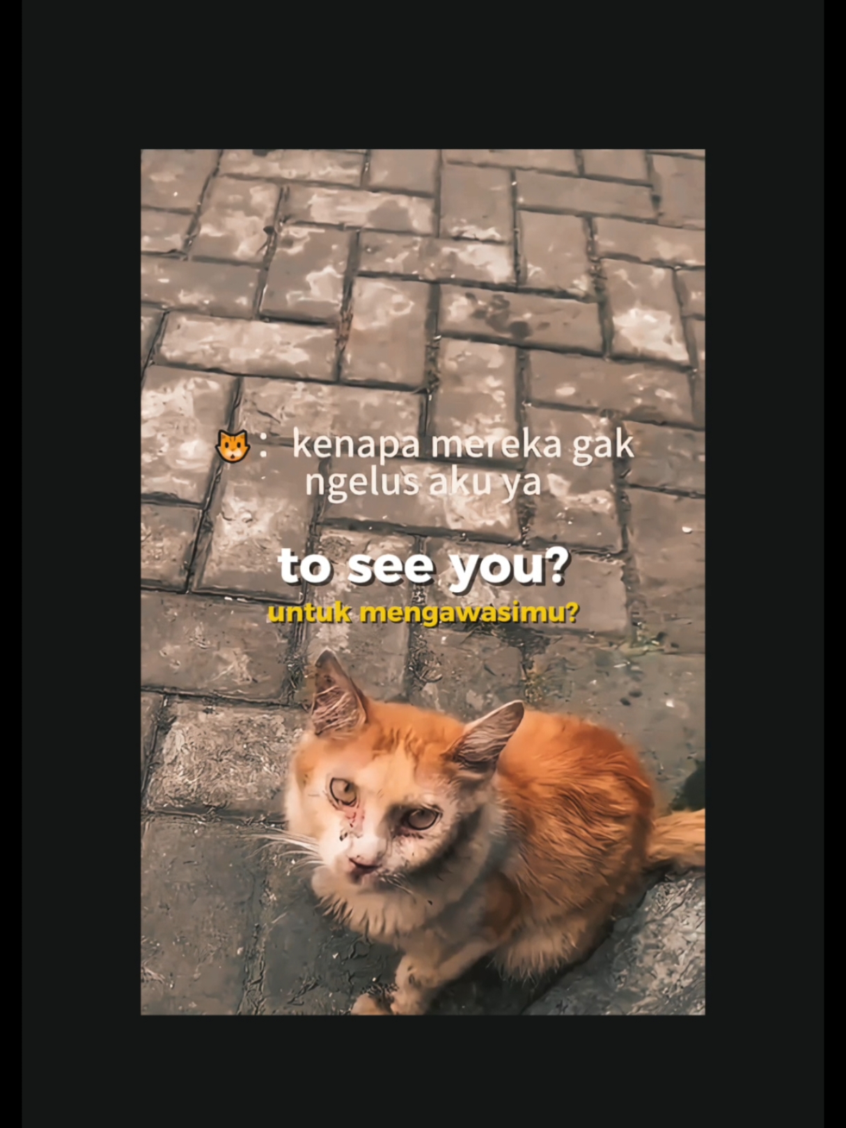 kucing anti∞hero dia lebih sempurna