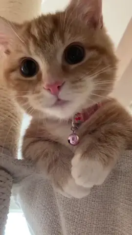#cat