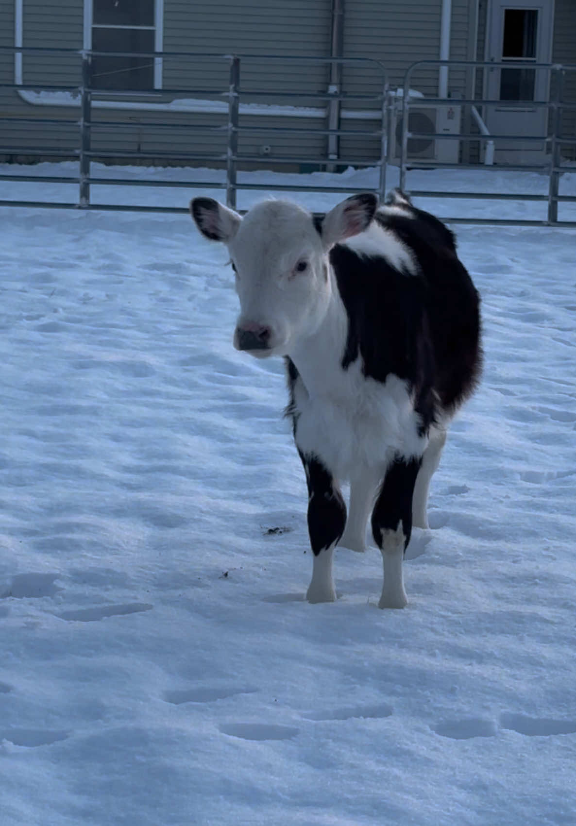 Daisy’s first time in the snow! #calf #cow #babycow #daisy #farm #farmgirl #farmlife #goodmorning #cute #funny #snow #play 