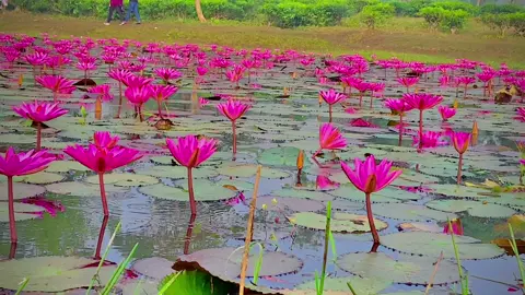 #শাপলা_ফুল_🌷 #কারকার_লাগবে_কমেন্ট_করো #foryou #vital #শাপলা #বিল #location #চুনারুঘাট #দেউন্দি #শাপলা #বিল 