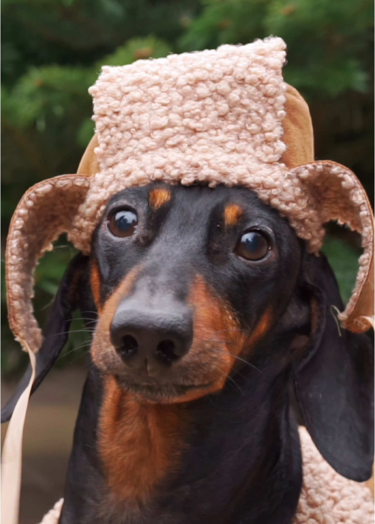 In Search of the Perfect Christmas Tree 🎄🎄🎄 #dachshund #puppyjay #doxiedin #dog #christmas 