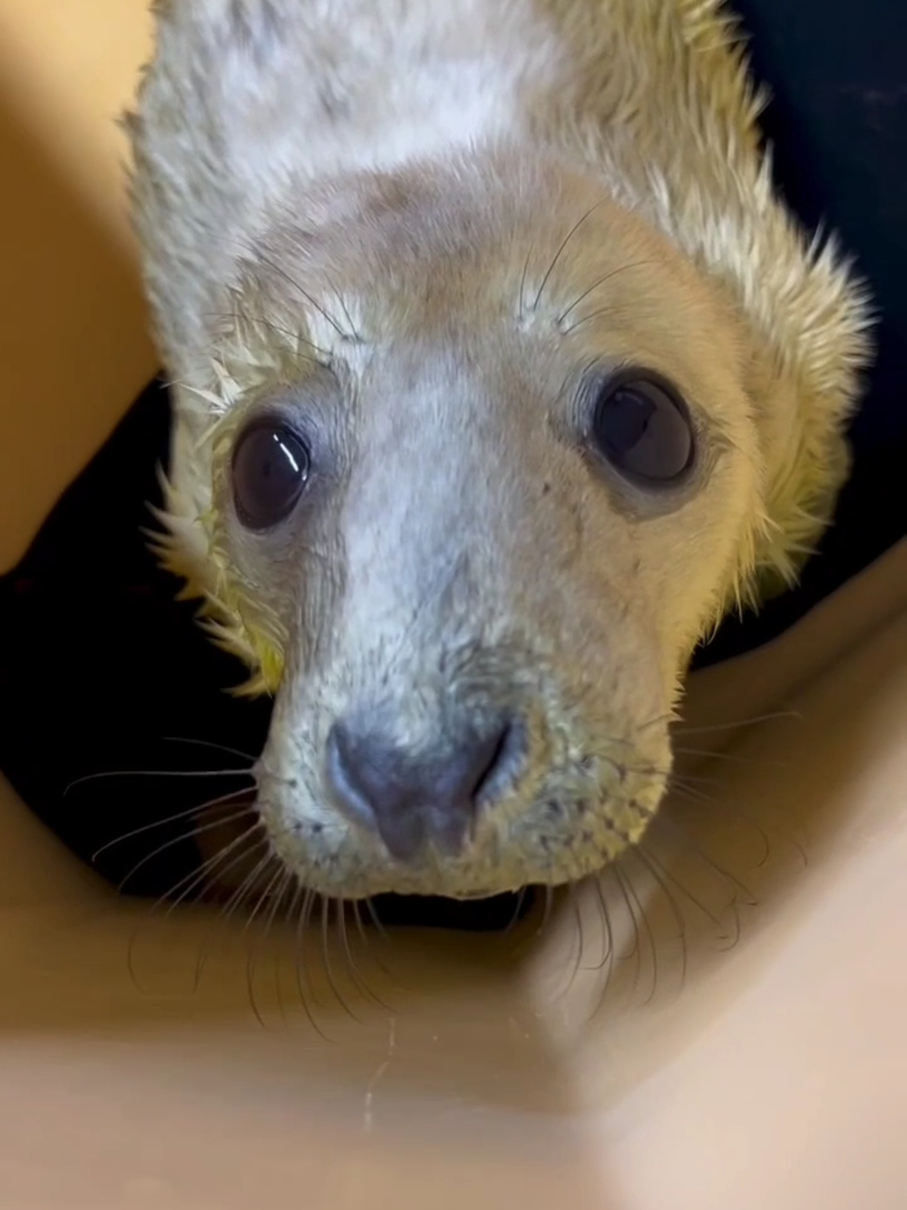 This ✨Giving Tuesday✨ please consider us as your charity of choice and donate to our 'Winter Appeal' through the link in our bio! Grey Seal pupping season is in full swing, we have 55 rescue seal pups currently in our centre and every day we receive more seal pups in desperate need of care. Your generosity will help provide essential hospital equipment, crucial supplies, and maintenance projects to keep us going through this extraordinarily busy winter season! #GivingTuesday #wild #animalrescue #MarineConservation #sealrehab #winterappeal 