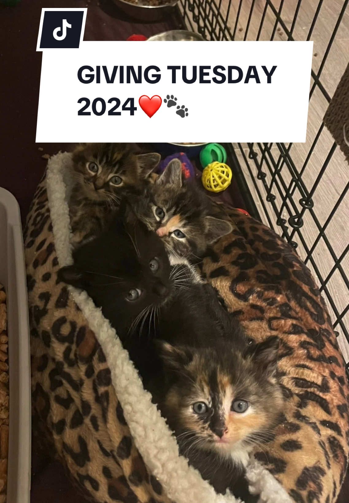 🐾MATCHING gift for animals in need!  BREAKING NEWS: Right now, BC SPCA staff are working to bring in up to 30 cats and kittens from a single property.  Visit the link in our bio to read their story & double their love NOW! ❤️ #bcspca #adoptbcspca #britishcolumbiacanada #givingtuesday #helpanimals #helpanimalsinneed #fyp 