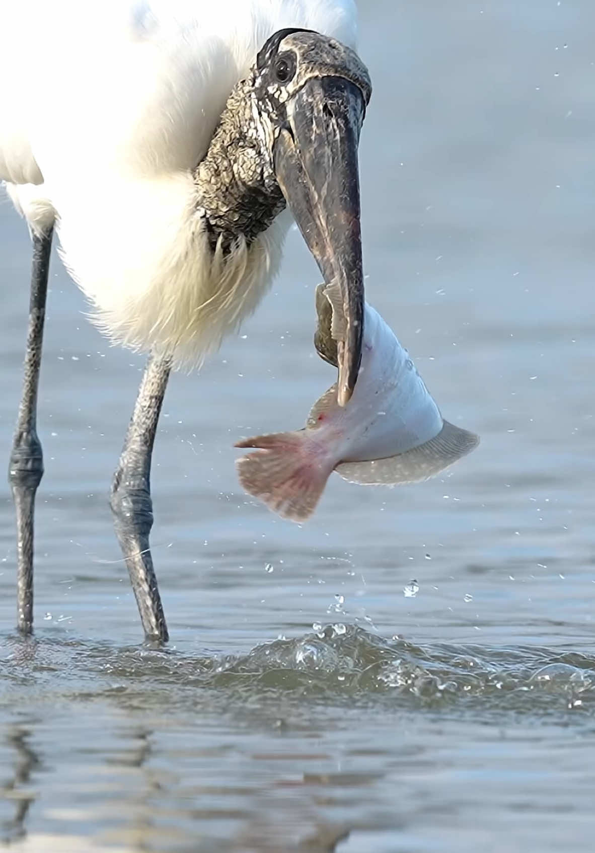 What happens when a Woodstork catches a flounder? Will the bird be able to swallow the finicky flat fish? To be continued…