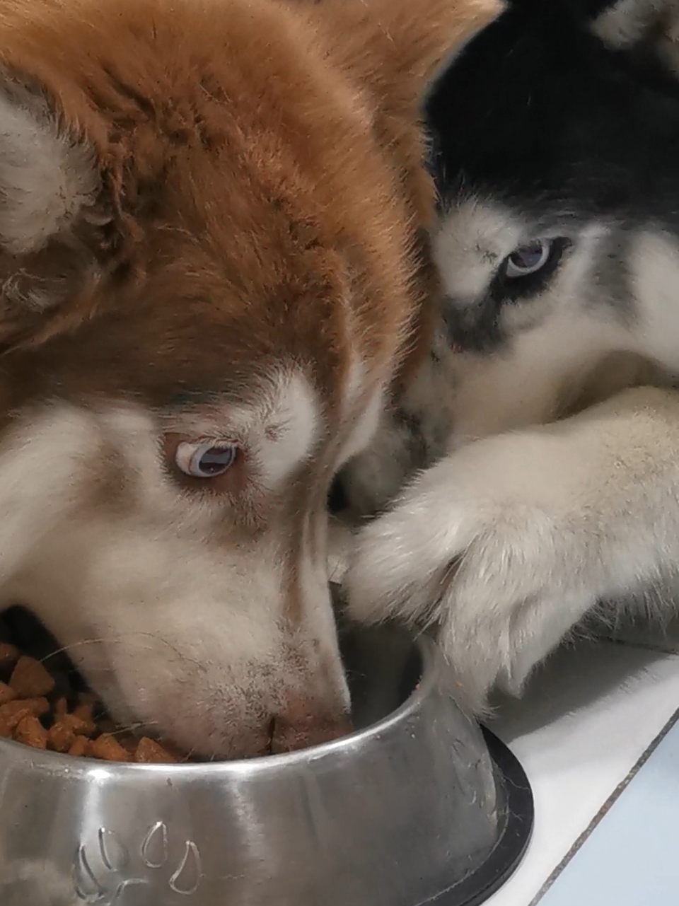 2 anak ini lagi😅😅😅🤭 Ga enak kl ga rebut #huskyindonesia #togahuskies #huskypet #siberianhusky #spoiledhusky #huskyworld#huskynation 