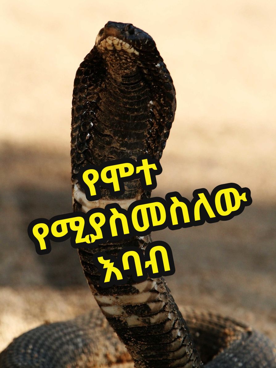 Replying to @user7499002487661 #ethioanimal #fitsum #snake #nationalgeographic 