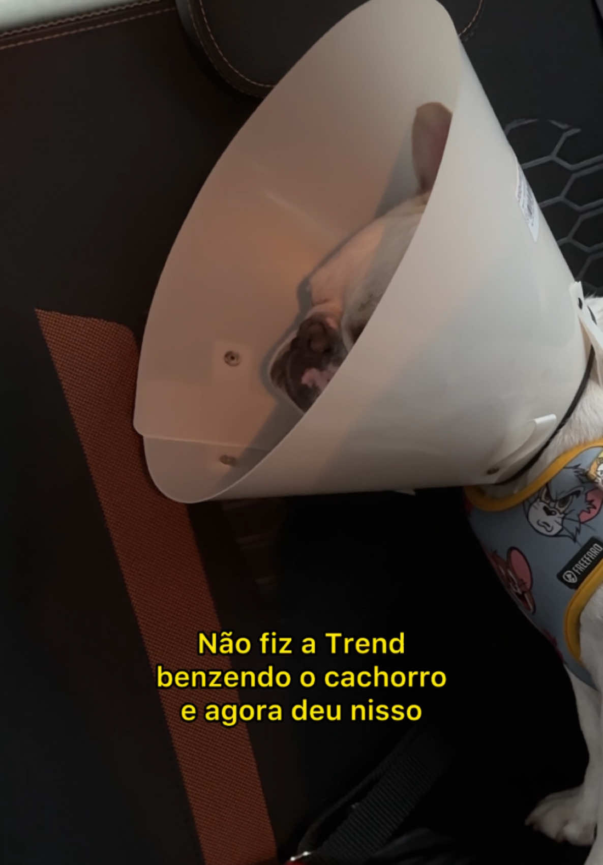 13° kikando na conta 👋🏻🧀 #fyp #bulldogfrances #pet #humor #comedia #meme #cachorro 