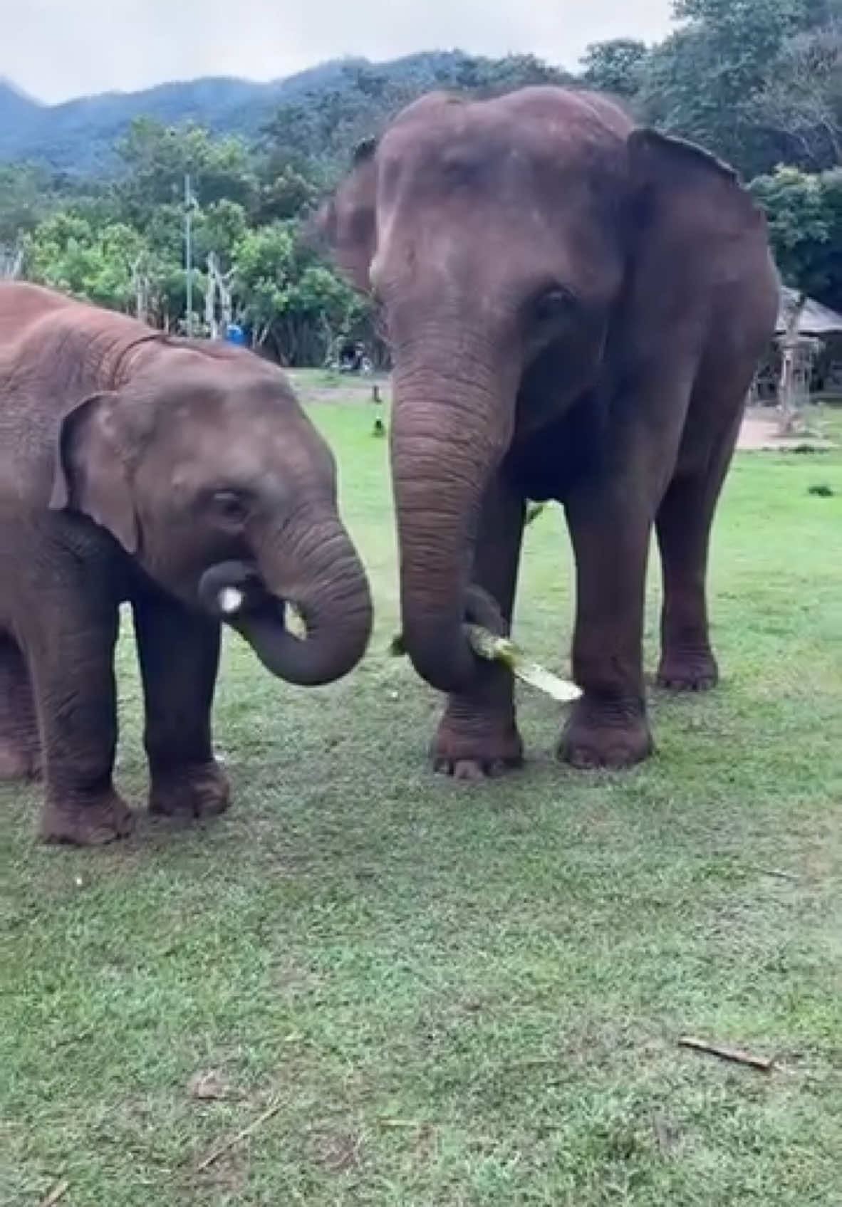 Sharing is caring 😍 who loves elephants 🐘 #fyp #nature #elephant #viral #tiktok #india