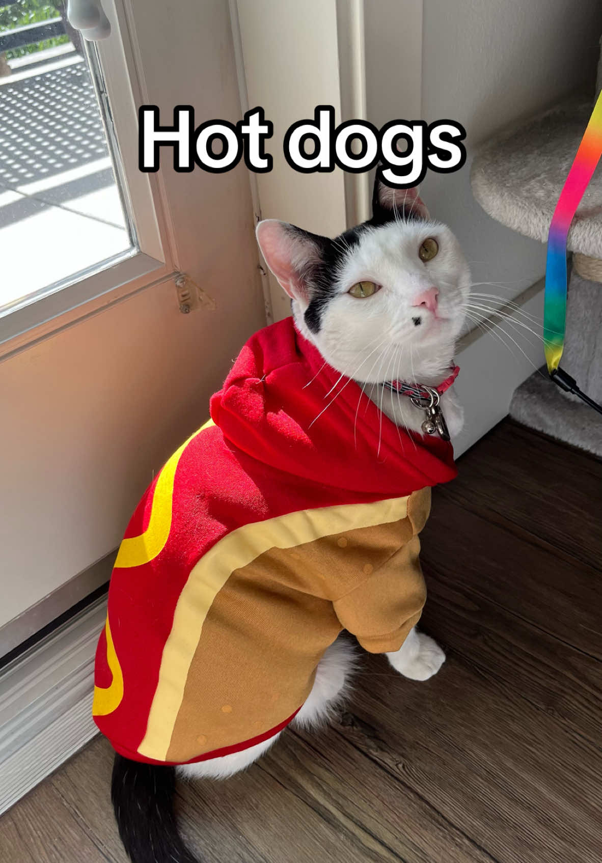 Hot dogs are the f best 😮‍💨🤌🌭 (ib: @CallieInKansasCity) #cat #cats #catsoftiktok #meme #fyp #melonnfinn #MelonBeSmellin 