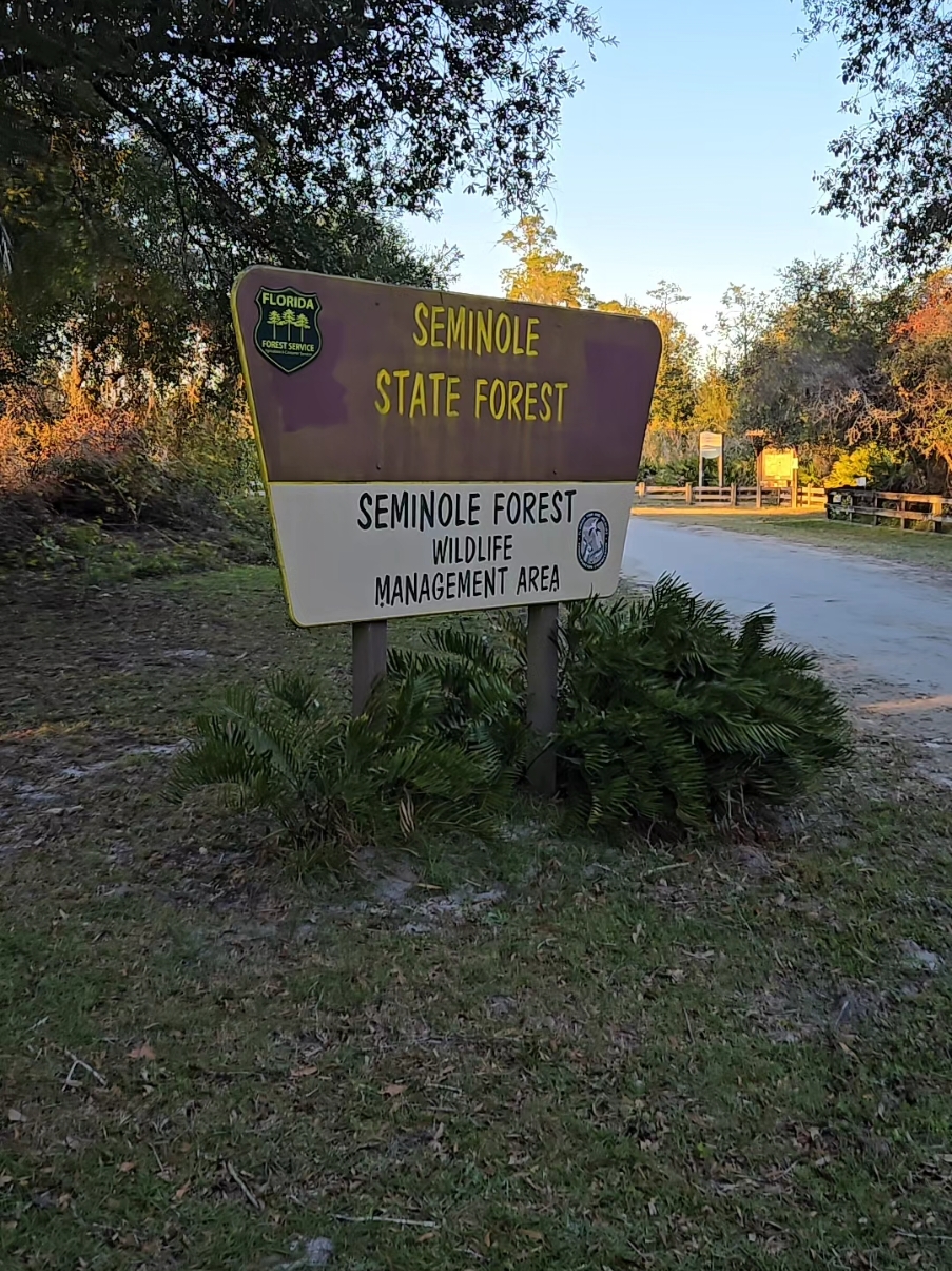 Bears are in Lake Mary Florida and Central Florida in Seminole County! #bear #bears #florida #wildlife #forest #park #nationalpark #nationalforest #Hiking #backpacking #nature #trail #pond #seminole #fyp 