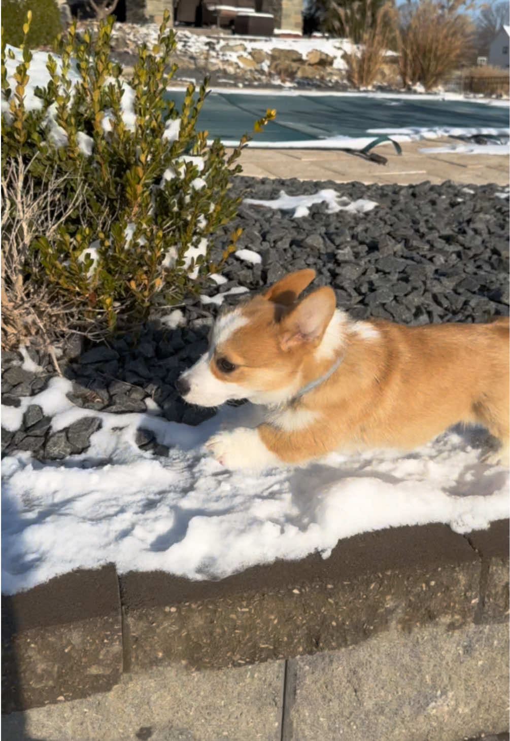 Actually running to keep up with those little legs  #corgi #corgipuppy #doglover #dogmodel #puppy #puppylove #sirarchibaldthecorgi #fypシ #fyp #puppydog #puppytiktok 