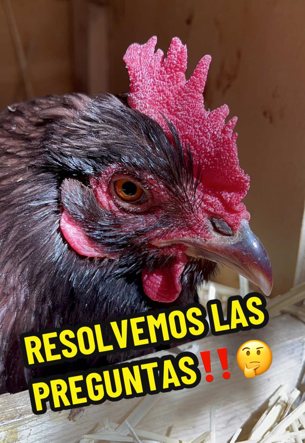 Resolvemos las preguntas‼️🤔 #viral #fyp #chicken #parati #foryoupage❤️❤️ #reels #viralvideo #viraltiktok #lentejas #vida #shorts #curiosidades #foryou #vidaenelcampo 