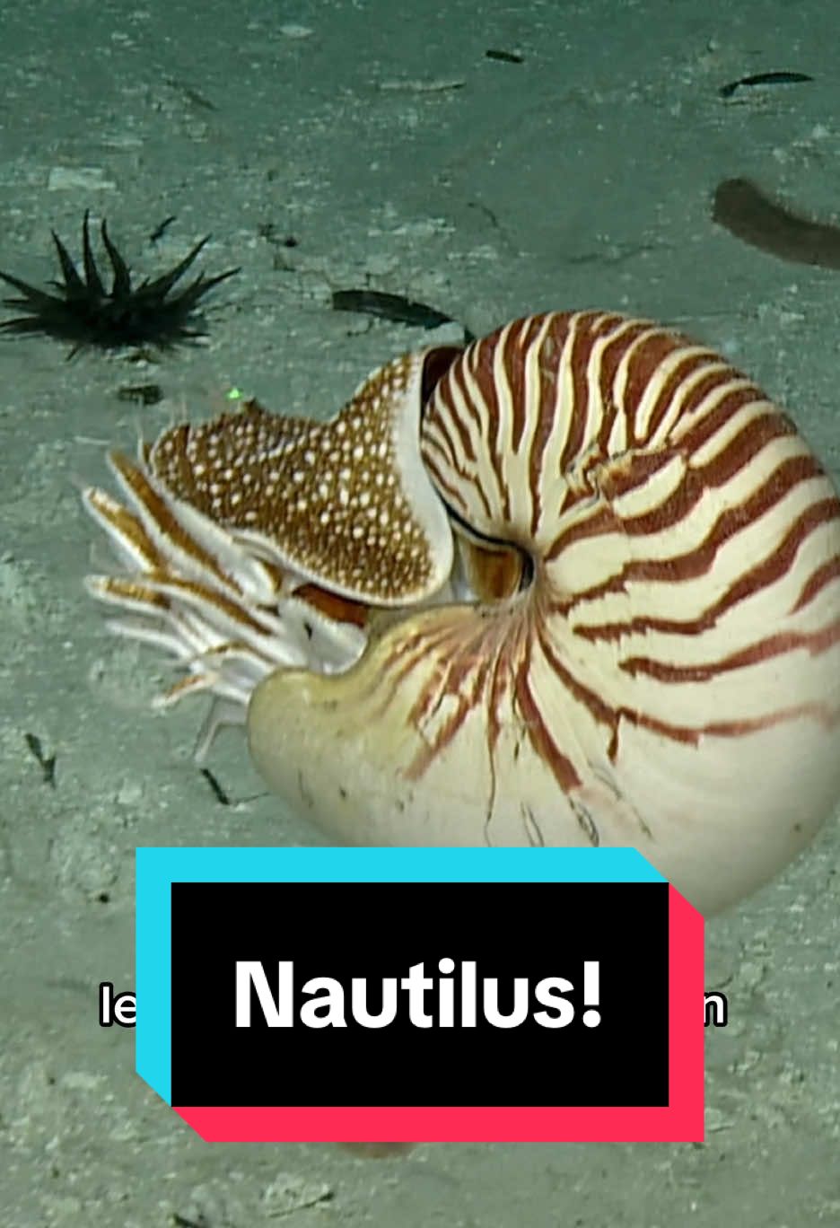 The last #ROVHercules dive of 2024 certainly was the #grandfinale of the season: our #CorpsofExploration witnessed four #Palaunautilus individuals (Nautilus belauensis) in #Palau’s #GermanChannel! These are the first sightings of #nautiloids — the most primitive #cephalopods — from #EVNautilus after 1000+ ROV dives over the last 15 years of operations. Watch the full video at Nautiluslive.org #NautilusLive