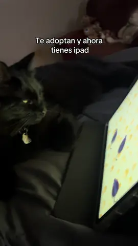 Su gran pasión #gatostiktok #ipadkid #cattok #catsoftiktok 