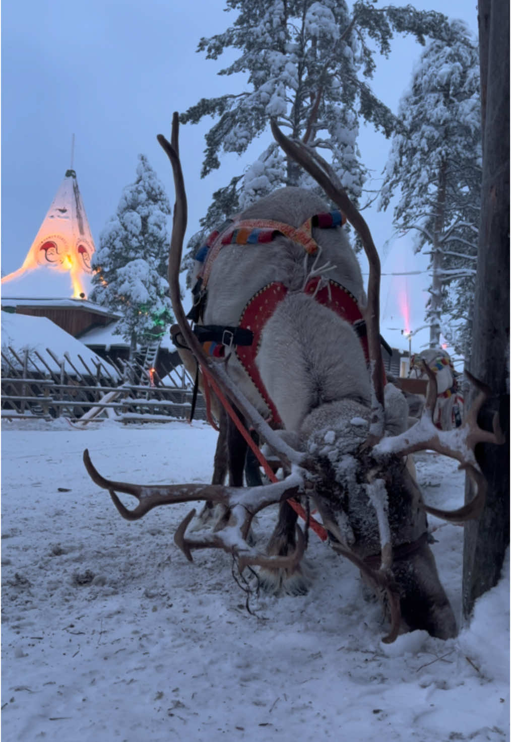 Rudolph is Santa Claus's favorite reindeer 🦌🎅🎄❄️🤶 #Explore #travel #fouryou #tourism #lapland #finland #snow #christmas #xmas #lastchristmas #merrychristmas #traveltok #animalsoftiktok #rovaniemi 