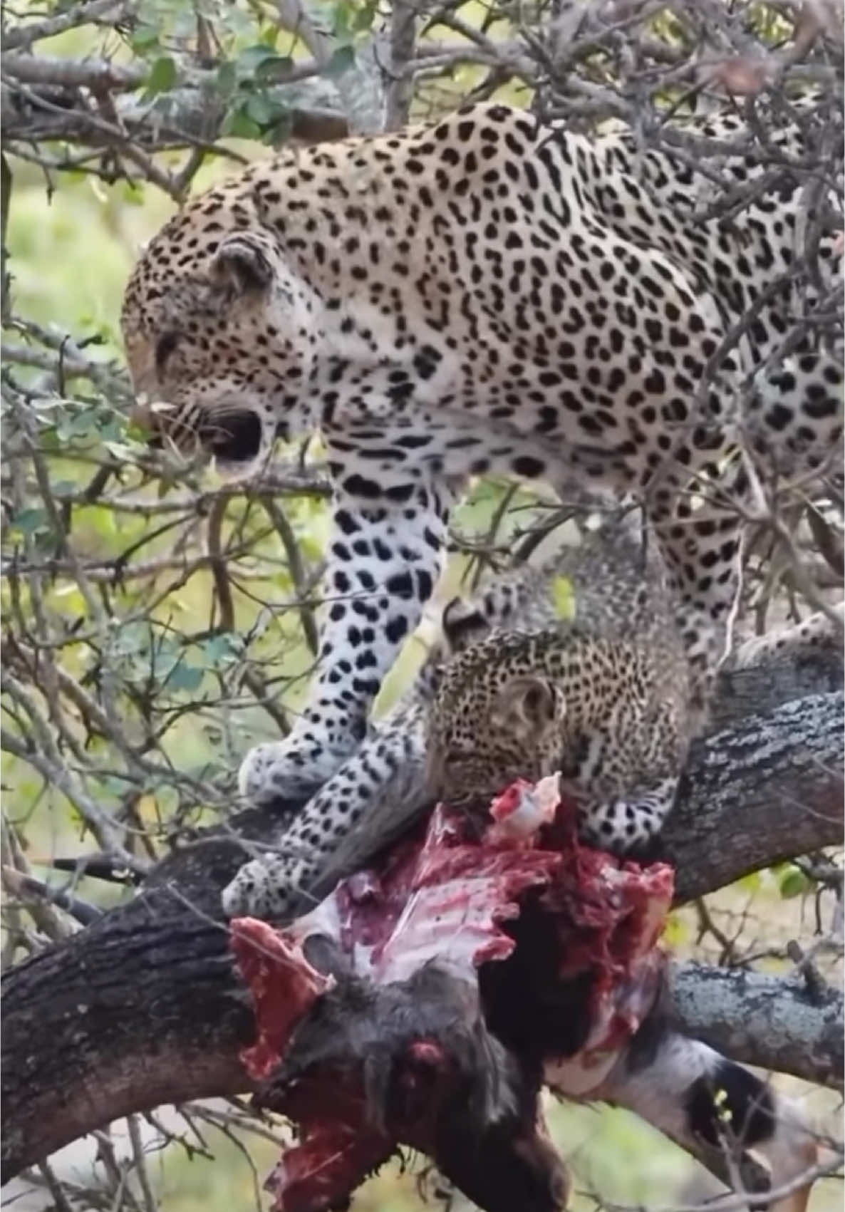 Leopard eating  #trendingvideos  #kenyantiktok  #viraltiktok  #animalsoftiktok  #viralvideo  @wildlife_tanzania