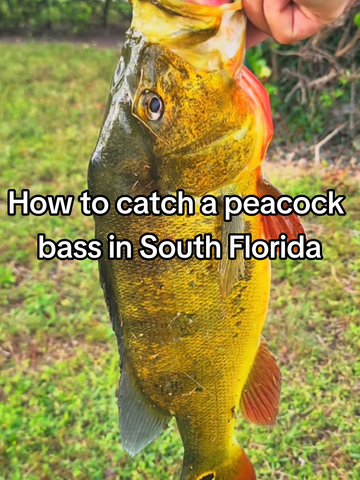 #creatorsearchinsights How to catch a peacock bass in South Florida - Going Fishing #fishing #goingfishing #bass #Outdoors #fyp 