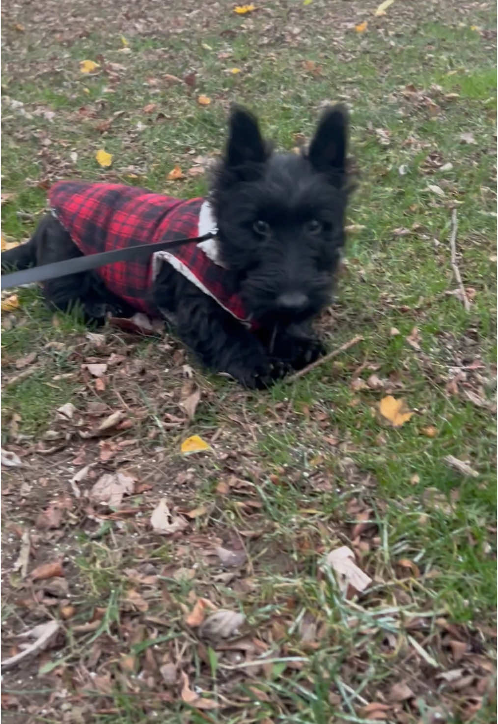 #scottishterrier #scottishterrierpuppy #scottie #scottiedog