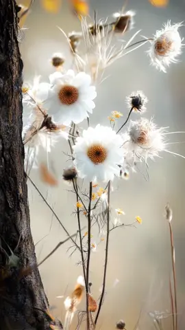 When a zebra hands you wildflowers 🌸🦓💕, your day just gets better! 🌟 Share the love! #FunnyZebra #Heartwarming #WildflowerMagic #PositiveVibes #FunnyAnimals #artwaidad #aiart 