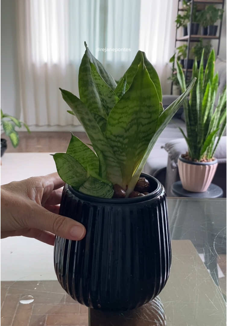 A Espadinha de São Jorge se adapta bem tanto na terra quanto na semi-hidroponia, desenvolvendo raizes saudáveis 🌱🪴 #plantas #planta #hidroponia #asmrvideo 